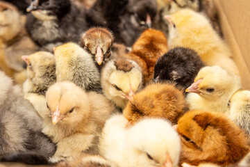 Wall Mural - lots of little chicks in a box at the agricultural farm