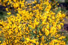 Closeup Of Yellow Exuberantly Budding And Flowering Gorse Bush. The Photo Was Taken At The Beginning Of The Dutch Spring Season.
