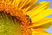 Honey Bee Sits On A Sunflower.