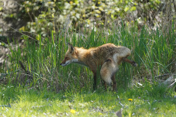 Male Fox hunting for food for two cubs and female