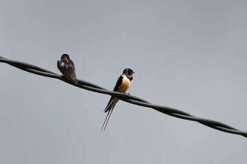 Wall Mural - Barn Swallow on a wire in Ireland