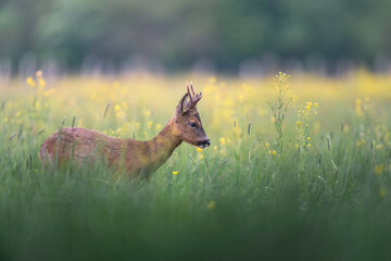 Wall Mural - deer with flowers