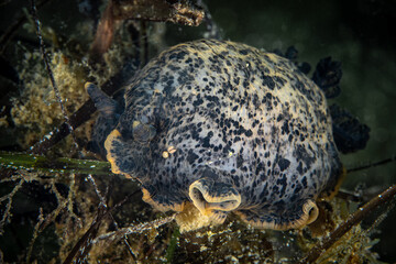 Wall Mural - Nudibranch in the Mediterranean Sea