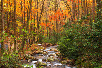 Wall Mural - Smith Creek flowing from Anna Ruby Falls, Georgia, USA