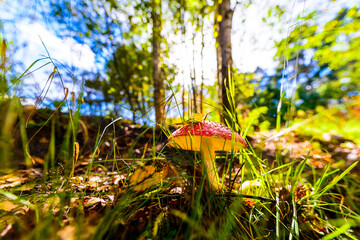 Wall Mural - Amanita muscaria with a leaf on a pileus growing among grass and fallen leaves, the sun's rays pass through the forest foliage. Close up view from ground level