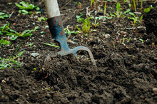 Digging With Pitchfork In The Garden Or Allotment
