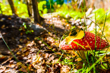 Wall Mural - Amanita muscaria with a leaf on a pileus growing near the path in the woods. Close up view with path level