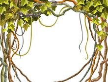 Ivy Frames, Wreath, Seamless Border. Liana Branches And Tropical Leaves. Set Game Cartoon Elements Of Creeper Jungle. Isolated Vector Illustration On White Background.