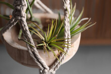 Tillandsia Plants Hanging On Blurred Background, Closeup. House Decor