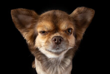 Serious Face Chihuahua Dog Close-up Wide Angle Lens Portrait. Dog Emotions Contempt, Arrogance. Eye Wink. Beautiful Grooming. Isolated On Black Background.