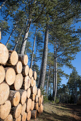 Exploitation du bois en forêt