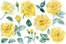 Set Of Yellow Rose On An Isolated White Background. Watercolor Botanical Illustration. Floral Design