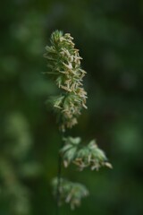 Wall Mural - Orchard grass flowers. Poaceae perennnial grass. Hay fever causes plants.