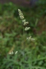 Wall Mural - Orchard grass flowers. Poaceae perennnial grass. Hay fever causes plants.