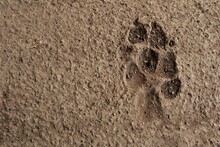 Dog Footprint On The Asphalt.
Footprint Dog On The Earth.
Animal Track, Tracks.
Dog Foot Prints On Sidewalk.
Local Dogs Foot Prints On Earth Surface.
Dogs Walk On Ground - Foot.
Footprints
