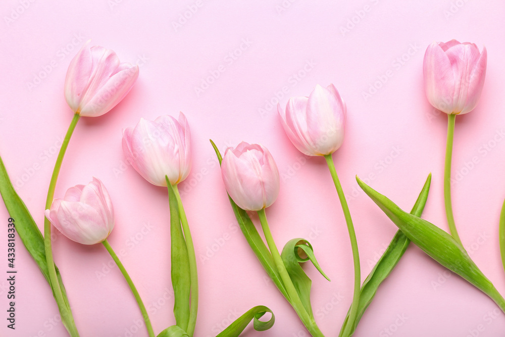 Beautiful tulip flowers on color background