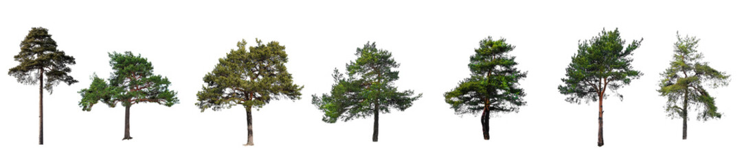 Poster - set of trees isolated on a white background