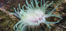 Sea ​​animal Anemone With All Its Colors