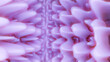 purple warped background with waves and deformations. 3d render illustration