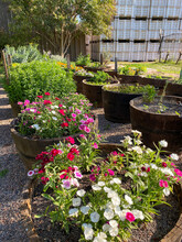 Different Kinds Of Flowers And Plants In Barrel Pots. Colorful Herbs Growing In The Garden Of A Winery.