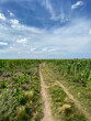 Tracks on a long dirt path in a cornfield in the country side. Green corn plants cover the extensive land. View of the horizon and clouds in the sky.