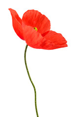 Wall Mural - Red poppy flower