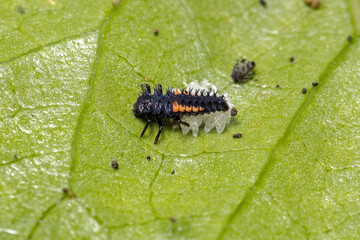 Wall Mural - Asian Lady Beetle Larvae