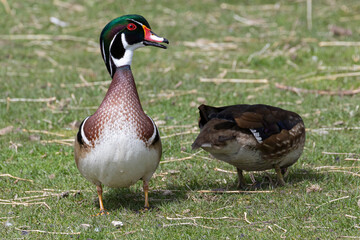 A wild wood duck grazing at a small park in Colorado.