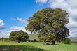 © Miguel Ángel RM - Large centenary holm oak in a meadow with the mountains in the background one sunny spring morning in Andalucia (Spain)