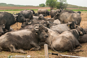 Wall Mural - Water buffalo herd  grazing in country farm