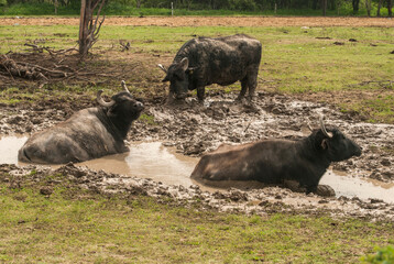 Wall Mural - Water buffalo herd  grazing in country farm