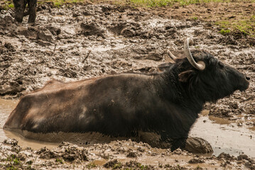 Wall Mural - Water buffalo herd  grazing in country farm