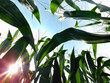 © Meredith - In the middle of a corn field looking up at the sunlit sky
