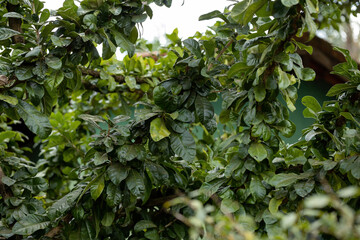 Sticker - Calabash Tree with selective focus