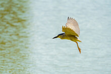 A Night Heron Flies Over The Water