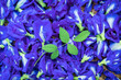 Butterfly pea flower is a useful herb. 001