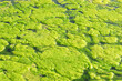 Green algae on the water surface.