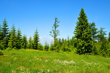 Wall Mural - meadow on mount grosser arber, national park bayerische wald,germany. spring landscape.
