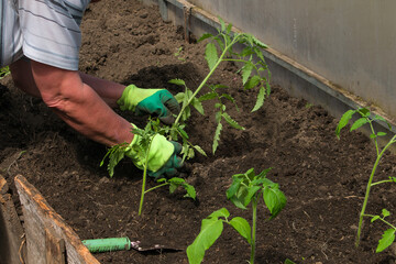 planting a tomato