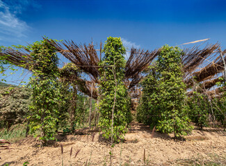 Wall Mural - peppercorn trees growing in organic natural pepper farm   kampot cambodia