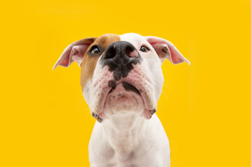 Wall Mural - Close-up  bored and sad american Staffordshire dog expression. Isolated on yellow background.