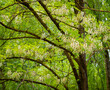 Selective focus of black Locust flowers and leafs (Robinia pseudoacacia) with blurred background in springtime