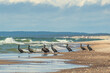 Beautiful group of black cormorants on the shore of a Baltic beach with rough sea on background 