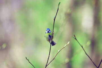 Wall Mural - spring bird on a branch, springtime nature, wildlife beauty