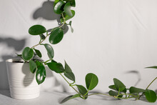 Indoor Plant Hoya Against White Wall In Sunlight With Long Shadows. Home Gardening Concept. Template. Copy Space