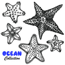Starfish Set Underwater Life Black White Sketch Vector Stock Illustration. Hand Drawn Isolated White Background Marine Products Design Labels. Textiles.