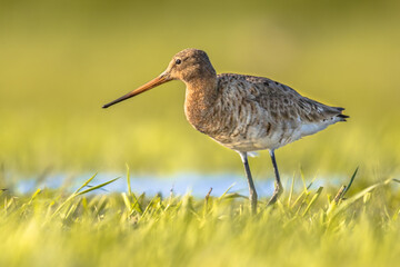 Wall Mural - Black-tailed Godwit wader bird in natural habitat