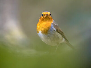 Sticker - Red Robin bird in ecological garden