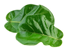 Ficus Lyrate Leaves On White Background.