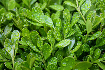 Spring fresh leaves on the bush with water drops